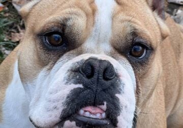 Bully female