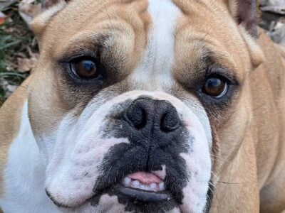 Bully female