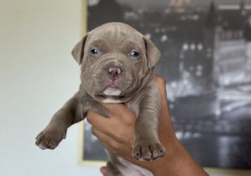 American bully puppies