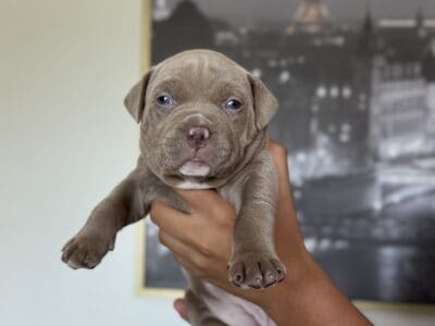 American bully puppies