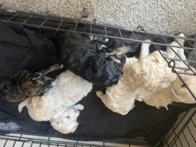 Shitzu poodle puppy’s