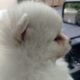 Pomeranian pup