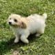 Buckley the Cavachon