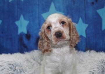 Cocker Spaniel Puppies