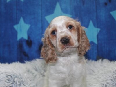 Cocker Spaniel Puppies