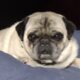 Silver Fawn Pug puppies