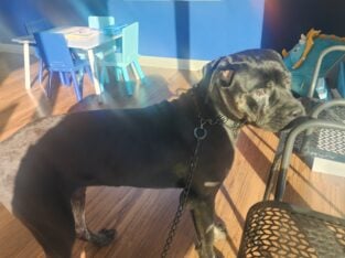AKC Cane Corso Gentle Giant