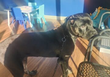 AKC Cane Corso Gentle Giant