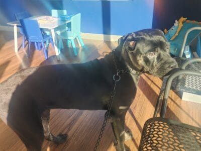 AKC Cane Corso Gentle Giant