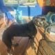 AKC Cane Corso Gentle Giant