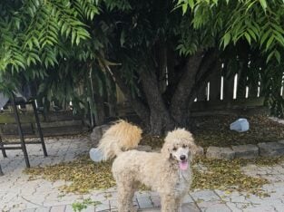 AKC MOYEN POODLE