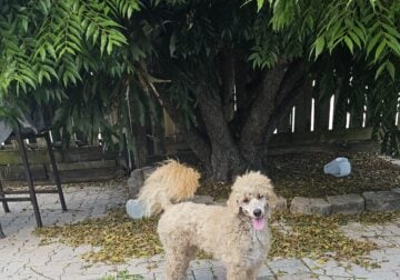 AKC MOYEN POODLE