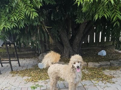 AKC MOYEN POODLE