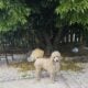 AKC MOYEN POODLE