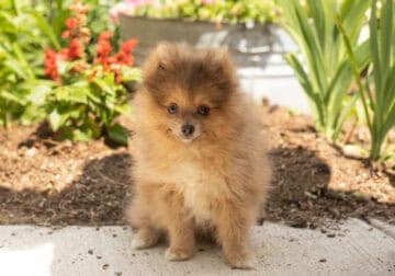 AKC Pomeranian male puppy Indiana (Marco)