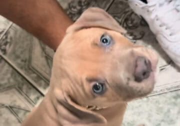 american bully