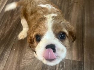 Selling 3 Cavalier King Charles Spaniels- 500 Each