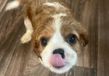 Selling 3 Cavalier King Charles Spaniels- 500 Each