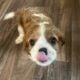 Selling 3 Cavalier King Charles Spaniels- 500 Each