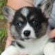 AKC Pembroke Welsh Corgi’s in WI