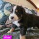 Minature Australian Shepherds