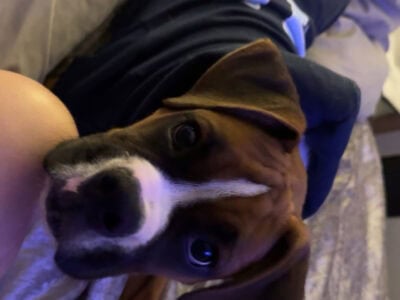 Boxer puppy