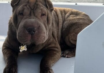 Shar Pei Sisters