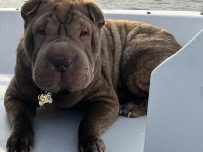 Shar Pei Sisters
