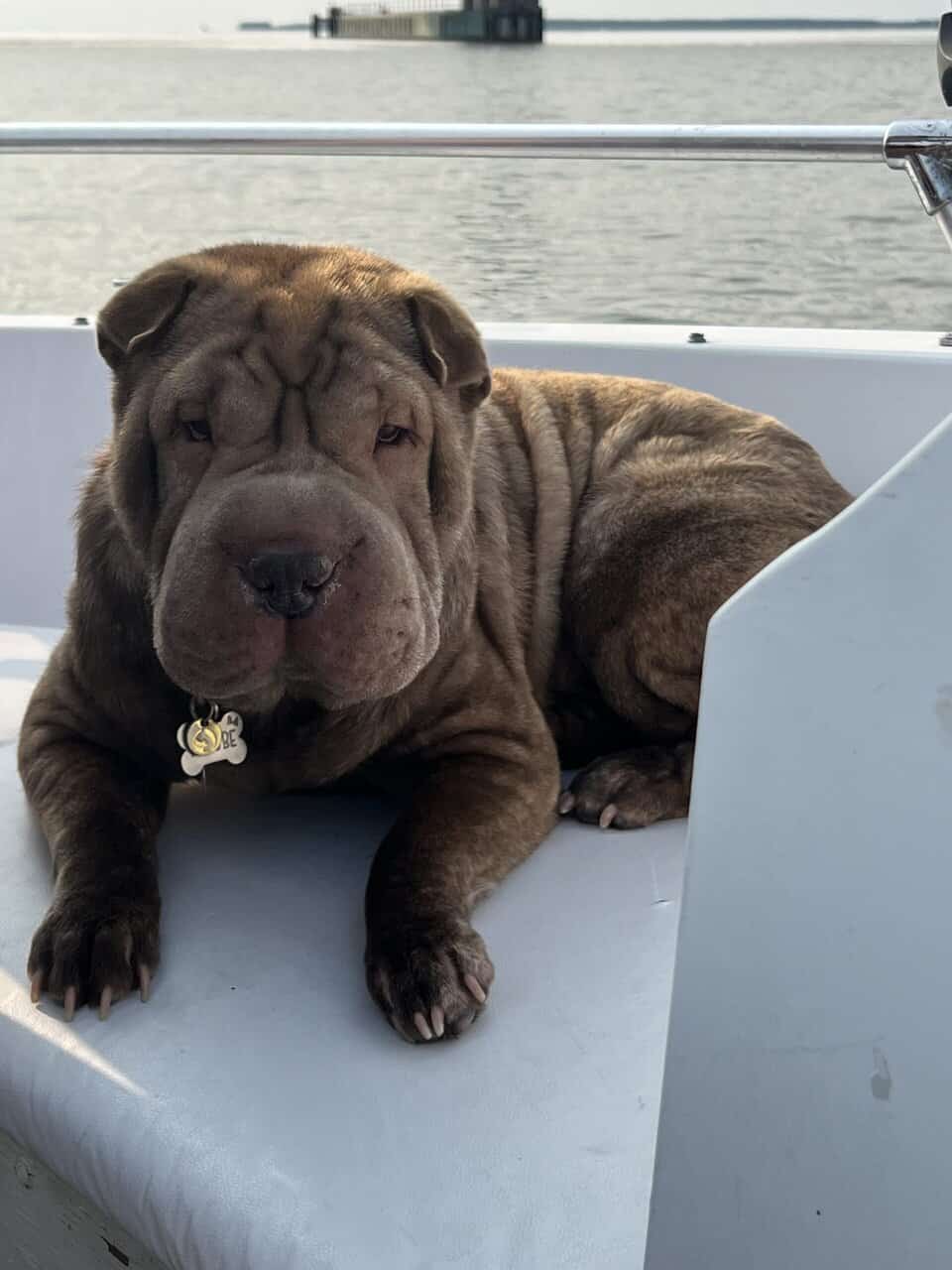 Shar Pei Sisters | PetClassifieds.com