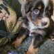 Minature Australian Shepherds