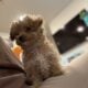 Toy poodle