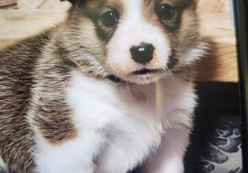 Puppies for sale