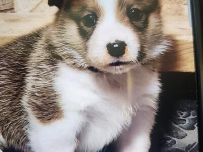 Puppies for sale