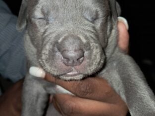 Blue Merle Puppys 5/11/25