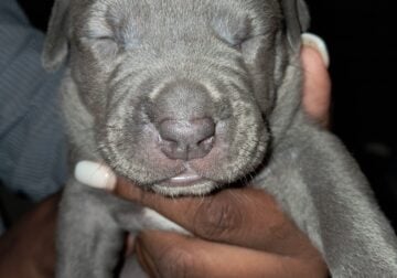 Blue Merle Puppys 5/11/25