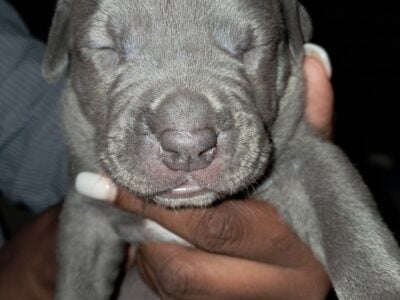 Blue Merle Puppys 5/11/25
