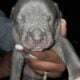 Blue Merle Puppys 5/11/25