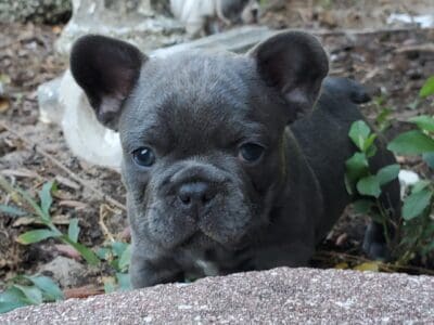 French Bulldog