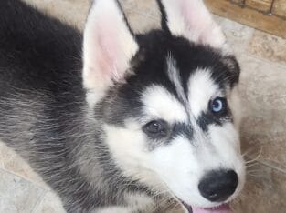 Oliver