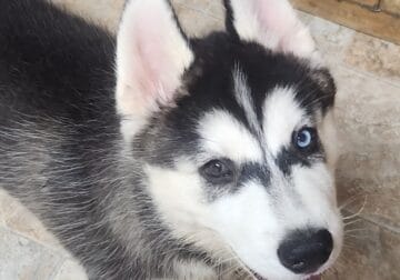 Oliver