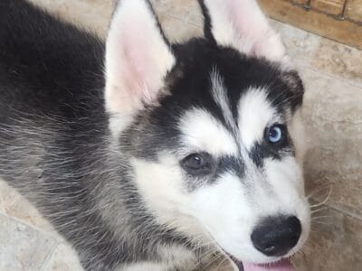 Oliver
