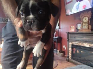 Frenchtons for sale