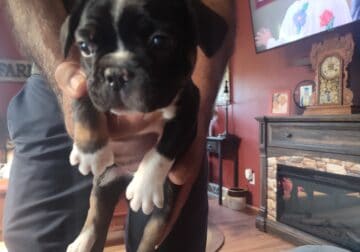 Frenchtons for sale