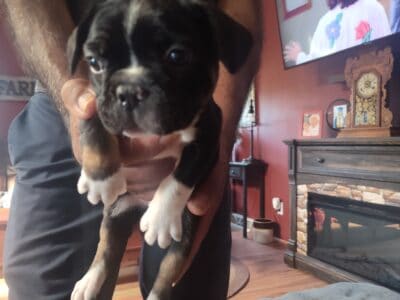 Frenchtons for sale