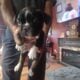 Frenchtons for sale