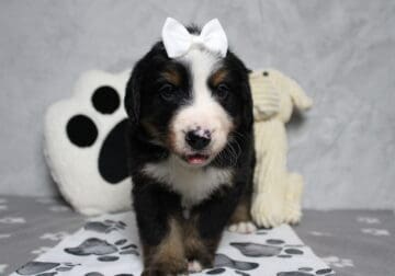AKC Bernese Mountain Dog Trix