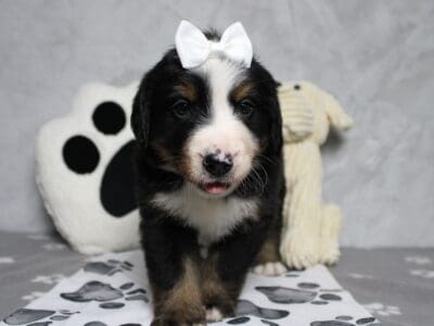 AKC Bernese Mountain Dog Trix