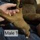AKC Boxer Puppies for sale