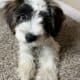 🐾 Meet Charlie – Your New Best Friend! 🐾