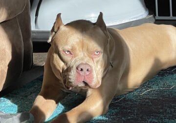 American bully xl